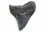 Serrated, Posterior Fossil Megalodon Tooth - South Carolina #370468-1